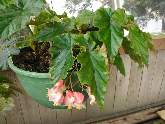 B. ‘Frances Lyons’